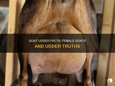 Goat Udder Facts: Female Goats And Udder Truths | PetShun