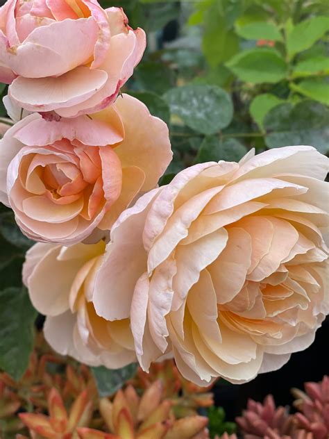 Rare | Moonlight in Paris | Hybrid Tea Rose | 3 Years Old | Deep ...