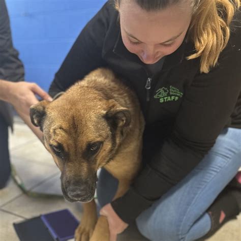 Cache Humane Society Utah