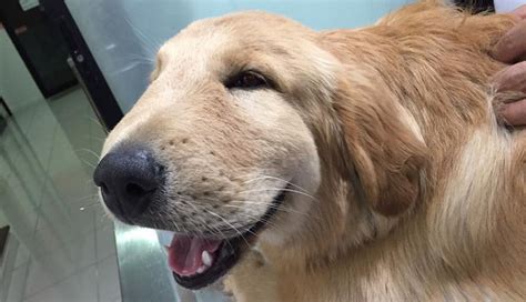 For the love of animals. Pass it on. Dog Bee Sting, Dog Pictures ...