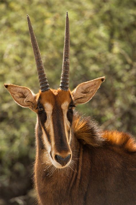 Sable Antelope - Out of Africa Wildlife Park & Sanctuary