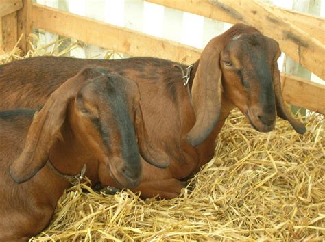Definitive Guide To Anglo-Nubian Goat Facts, Habitat, Conservation ...