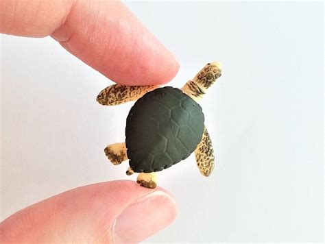 Smallest Sea Turtle In The World