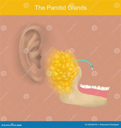 The Parotid Glands And Saliva Production. Vector Illustration ...