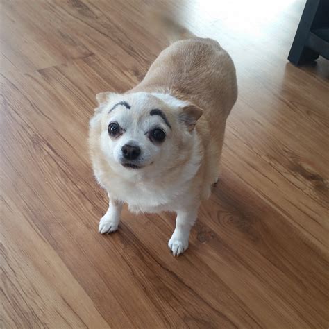 Dogs With Eyebrows Drawn On