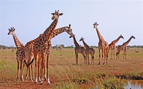 [ serengeti plains . tanzania ] group of giraffe roaming the plains ...