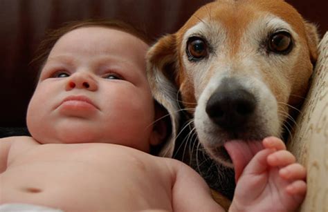 Do Dogs And Babies Have A Connection