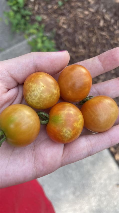 What’s up with these tomatoes? Are they safe to eat? : r/gardening - are they safe to eat