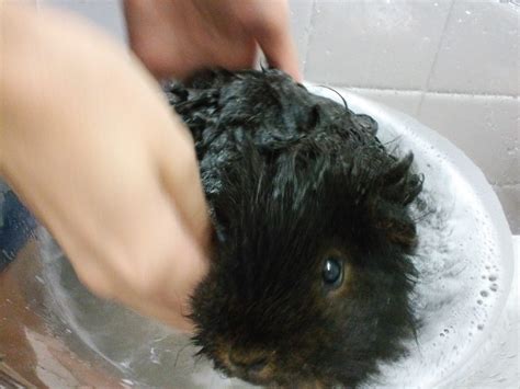 Cavy Savvy: A Guinea Pig Blog: Product Review: Gorgeous Guineas Posh 'n ...