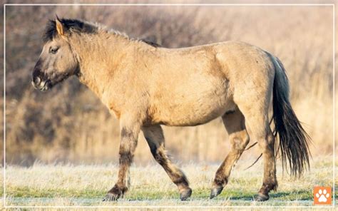 Do Horses Have Udders? Surprising Facts - VIVO Pets