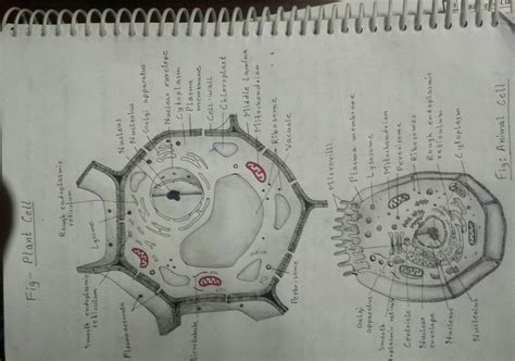 Plant Cell Sketch at PaintingValley.com | Explore collection of Plant ...