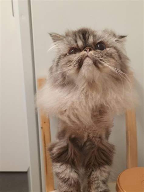 she forces me to play. what are my legal rights? : r/cats