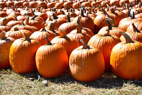 [100+] Pumpkin Patch Pictures | Wallpapers.com