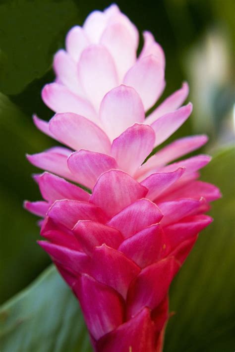 Info Baru Pink Ginger Plant