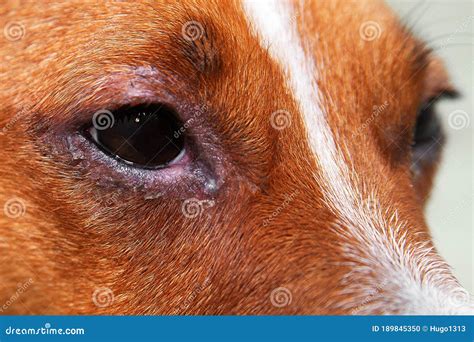 Swollen Eyes In Dogs Definition Cause Solution