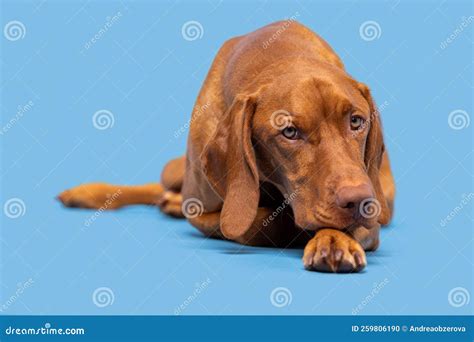 Beautiful Hungarian Vizsla Dog Full Body Studio Portrait. Dog Lying ...