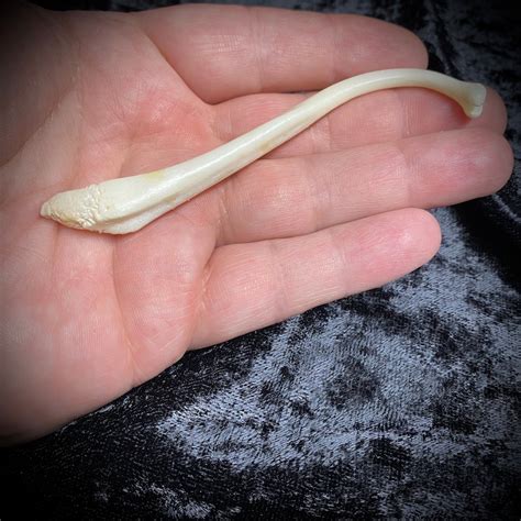Raccoon Penile Bone