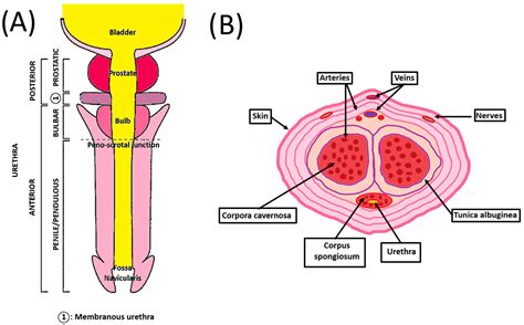 Tissue Engineering for Penile Reconstruction