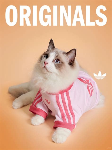 Adidas Originals just launched a Pet Collection