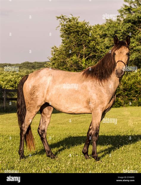 Tennessee Walking Horse Roan Buckskin Filly Stock Photo - Alamy