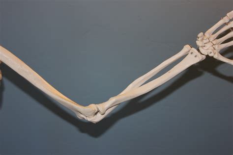 Free Images : hand, wing, leg, human, arm, bone, elbow, skeleton, anatomy, body, joint ...