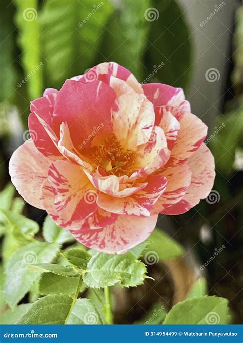 Neil Diamond Rose Plant,deep Pink Color With Stripe Petals Royalty-Free ...