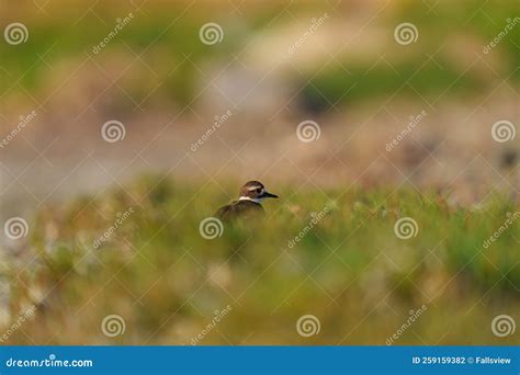 Killdeer Resting at Seaside Stock Photo - Image of looking, food: 259159382