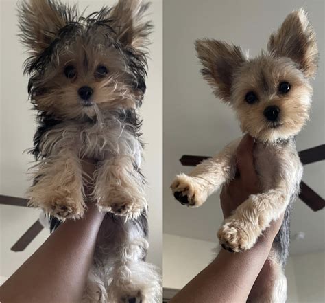 Teddy Bear Cut Yorkie Poo