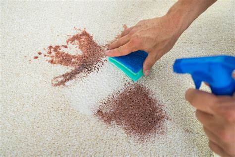 How to Remove Coffee Stains From a Carpet | My Zeo