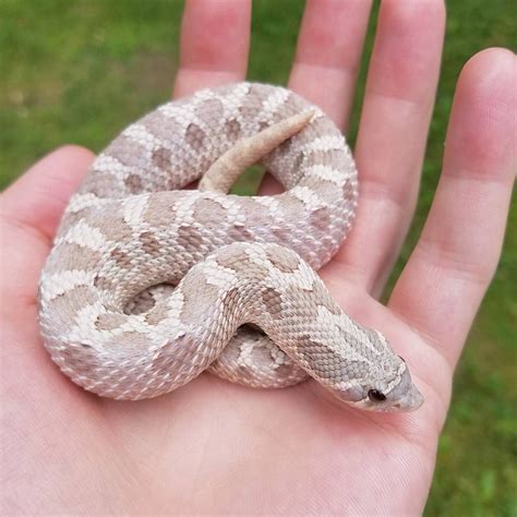 Pastel Lavender Hognose at Amanda Litherland blog