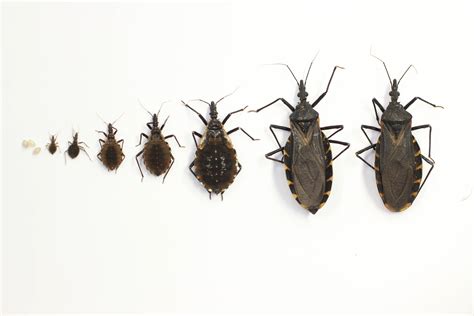 Kissing Bugs and Chagas Disease in the U.S. | Texas A&M