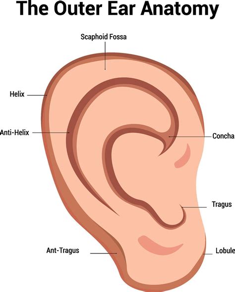 Outer Ear Anatomy Illustration 44781548 Vector Art at Vecteezy - parts of outer ear anatomy