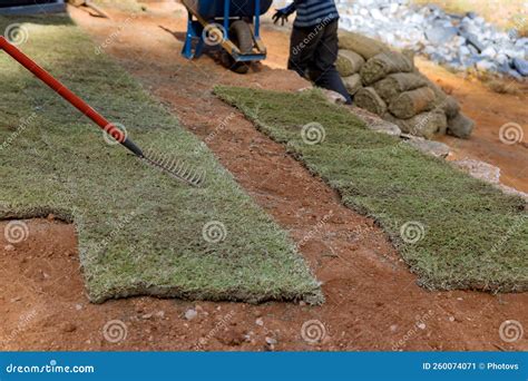 Material for Landscaping Territory with Rolls of Turf Natural Rolled ...