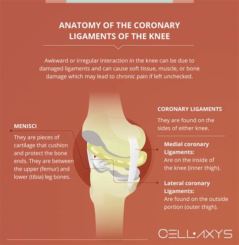 Coronary Ligament Knee Mri