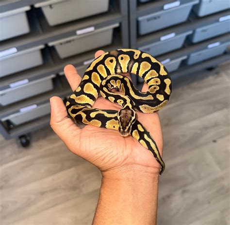 Pastel Het Clown Ball Python by Precious Pythons - MorphMarket