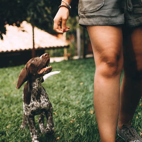 How To Teach A Dog To Heel (Training) - Easy Training - Dog Friendly Scene