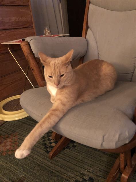 Super airplane ears from friend of a friend's cat, Bailey. : r/airplaneears