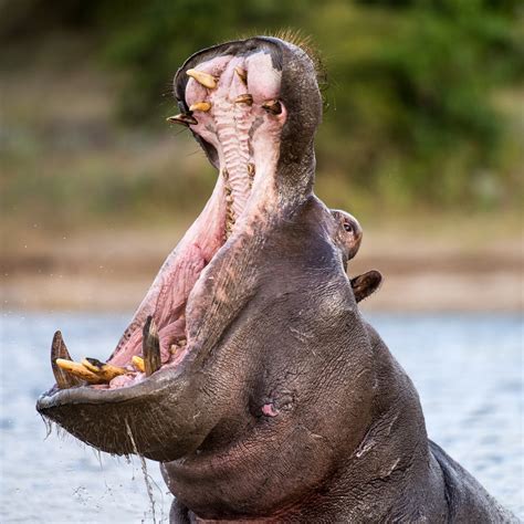 Baby Hippopotamus Mouth