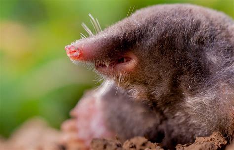 Mole and Vole Pest Control | MVO Pest Control