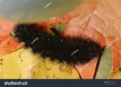 Polyphemus Moth Caterpillar Antheraea Polyphemus Stock Photo 1569454513 ...