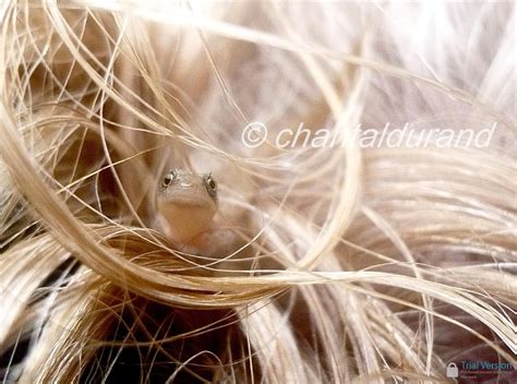 Tiny lizard! | Hair styles, Beauty, Lizard