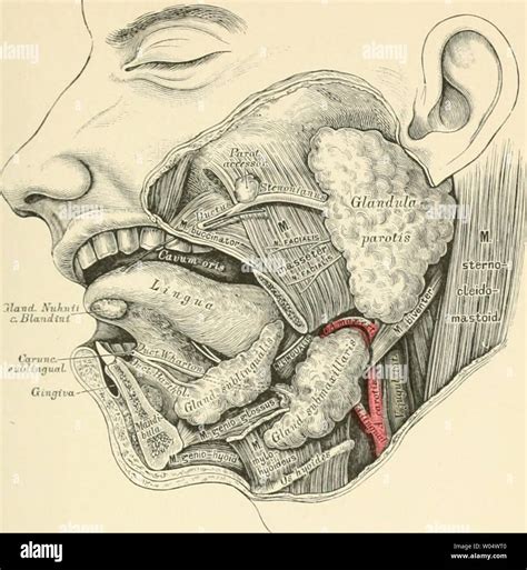 Glandula parotis Banque de photographies et d’images à haute résolution - Alamy