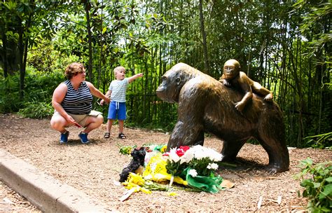Gorilla Death: Now Even a Witness Is Being Harassed | TIME