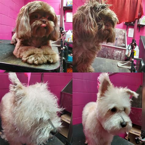 Dog Grooming Services in Chicago, IL | Pet Care Providers in Chicago ...