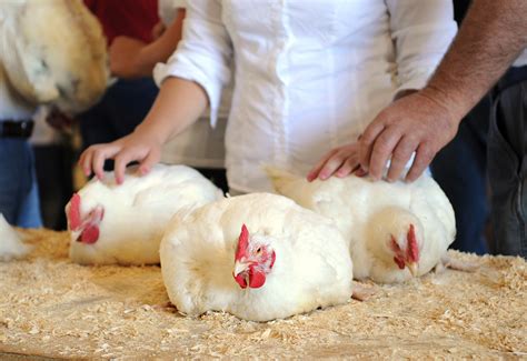Exotic Bantam Chickens