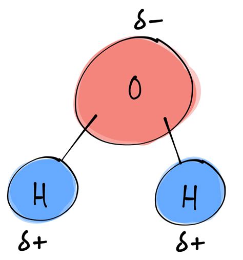 bi·ol·o·gy (bīˈäləjē) : Structure of a Water Molecule