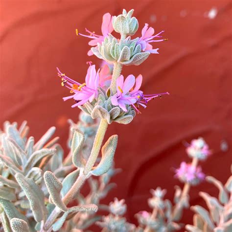 Salvia leucophylla - Purple Sage – Artemisia Nursery