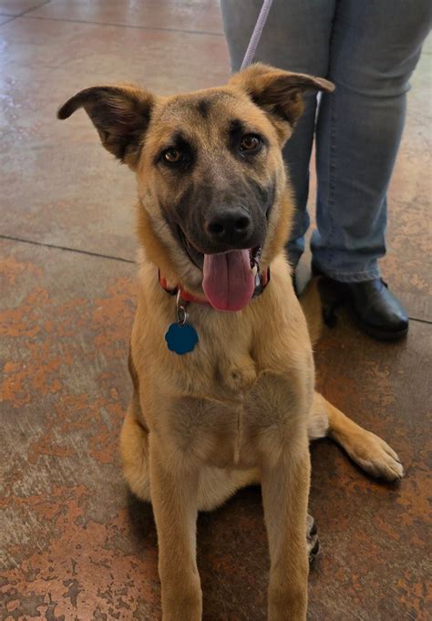 25-0146- German Shepherd