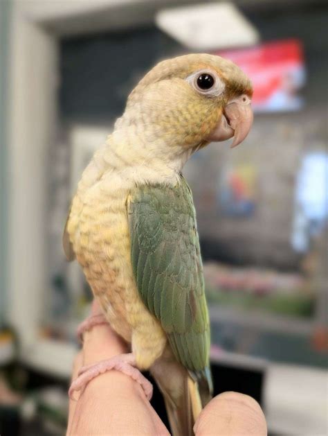 Tulip, the Turquoise Pineapple Green Cheek Conure