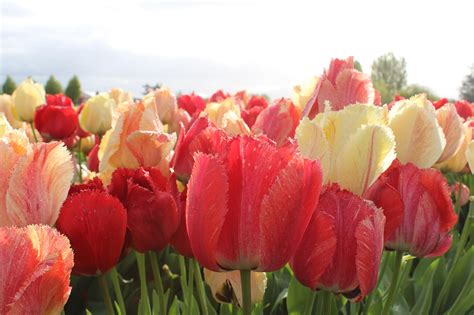 Skagit Valley Tulips For Sale at Lola Shumack blog